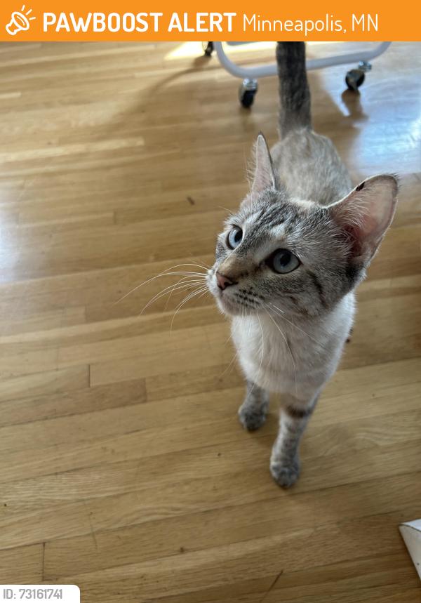 Found/Stray Unknown Cat last seen Ukrainian Orthodox Church, Minneapolis, MN 55413