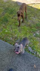 Found/Stray Male Dog last seen The fairways douglasville, Douglasville, GA 30134