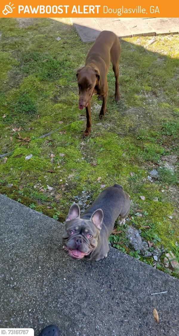 Found/Stray Male Dog last seen The fairways douglasville, Douglasville, GA 30134
