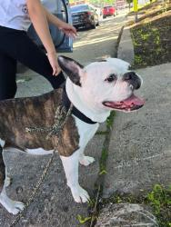 Lost Female Dog last seen Wethersfield Ave Hartford ct, Hartford, CT 06114