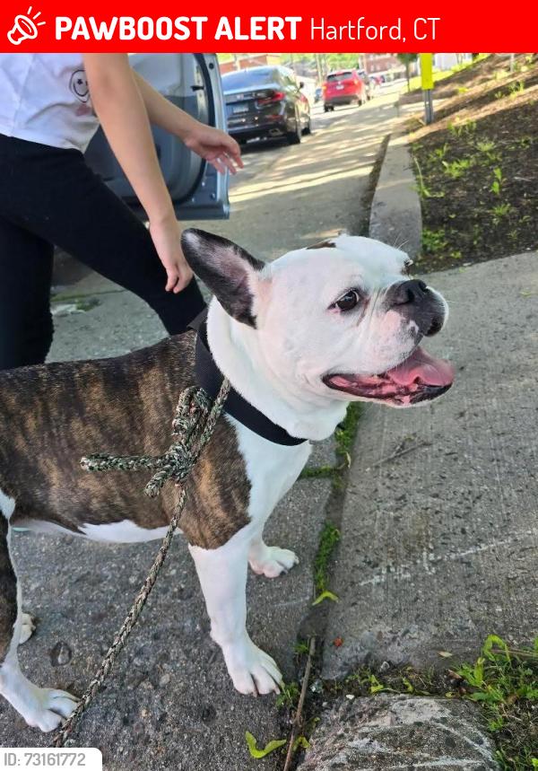 Lost Female Dog last seen Wethersfield Ave Hartford ct, Hartford, CT 06114