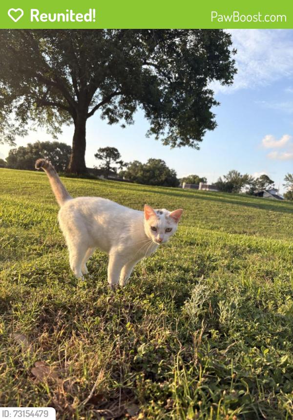 Reunited Female Cat last seen Hole 16 Quail Valley golf course, Missouri City, TX 77459