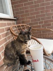 Reunited Female Cat last seen close to boul Thimens, Montréal, QC H4N 1N5
