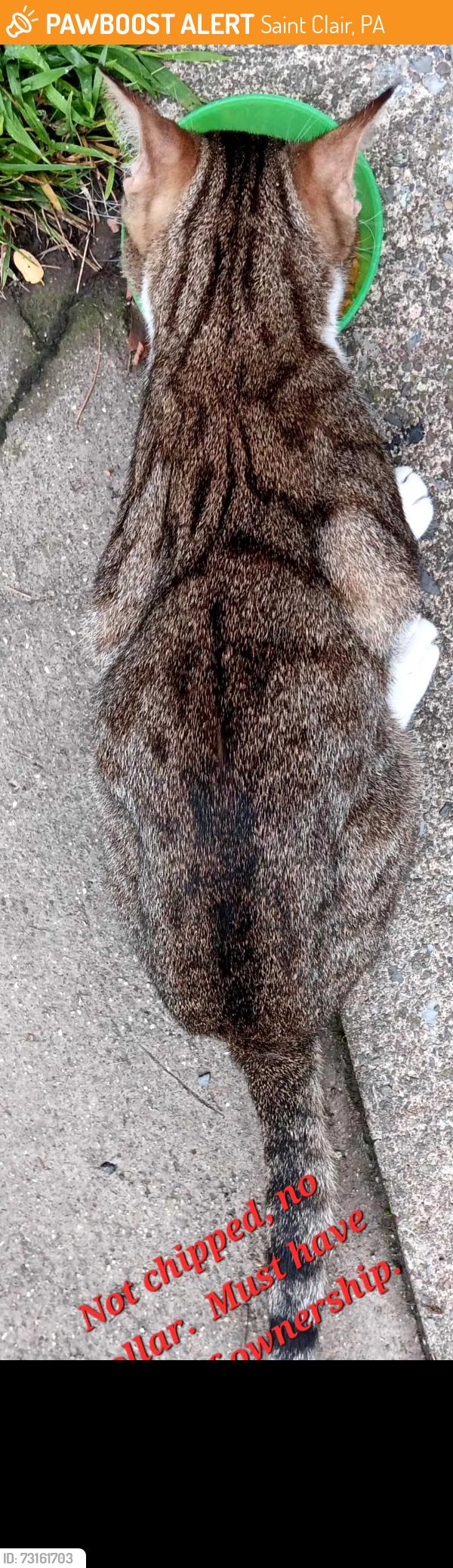 Found/Stray Male Cat last seen Arronts Addition area, Saint Clair, PA 17970