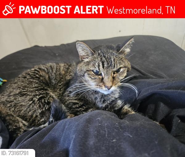 Lost Female Cat last seen Epperson Springs Road, Westmoreland, TN 37186