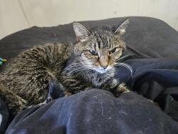 Lost Female Cat last seen Epperson Springs Road, Westmoreland, TN 37186