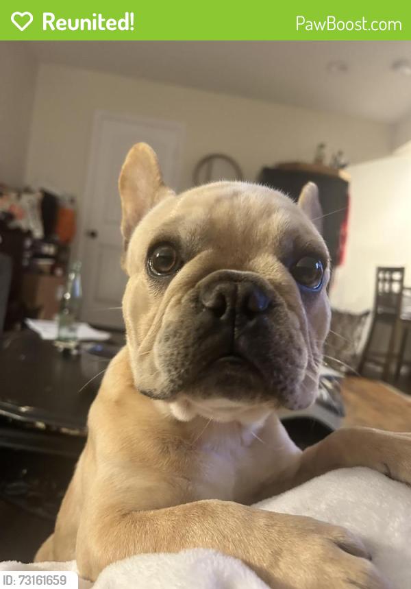 Reunited Male Dog last seen old mansfield, railroads, E dallas st, Mansfield, TX 76063