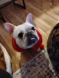 Reunited Female Dog last seen Kingsway area, Edmonton, AB T5H 4K1