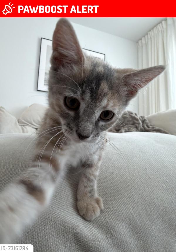 Lost Female Cat last seen English town Flea Market, Manalapan Township, NJ 07726