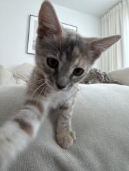 Lost Female Cat last seen English town Flea Market, Manalapan Township, NJ 07726