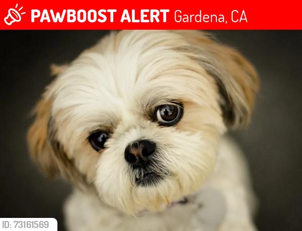 Lost Female Dog last seen Normandie Ave and Rosecrans, Gardena, CA 90247