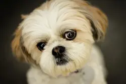 Lost Female Dog last seen Normandie Ave and Rosecrans, Gardena, CA 90247