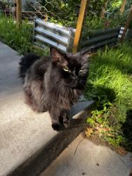Reunited Female Cat last seen Seminary and Chatsworth, Saint Paul, MN 55104