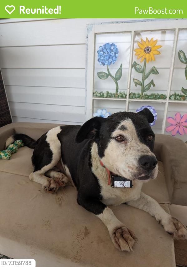 Reunited Female Dog last seen Bennett Road, Buncombe County, NC 28715