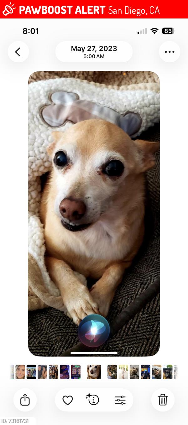 Lost Male Dog last seen Taurus and Bootes Street, San Diego, CA 92126