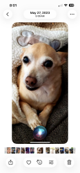 Lost Male Dog last seen Taurus and Bootes Street, San Diego, CA 92126