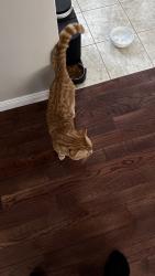 Reunited Male Cat last seen Lakeshore and Winona, Mississauga, ON L5G 1E7
