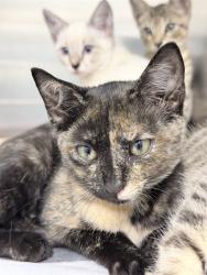 Shelter Stray Female Cat last seen SHANGRI LA BLVD/TAIPEI ISLAND LN, LEESBURG, 12280 County Rd 448, Tavares, FL 32778, USA
