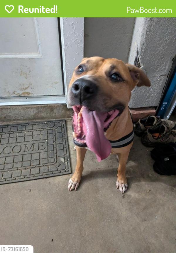 Reunited Male Dog last seen Elizabeth Pl and Reading Rd, Cincinnati, OH 45237