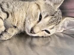 Shelter Stray Unknown Cat last seen SHANGRI LA BLVD/TAIPEI ISLAND LN, LEESBURG, 12280 County Rd 448, Tavares, FL 32778, USA