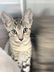Shelter Stray Unknown Cat last seen SHANGRI LA BLVD/TAIPEI ISLAND LN, LEESBURG, 12280 County Rd 448, Tavares, FL 32778, USA