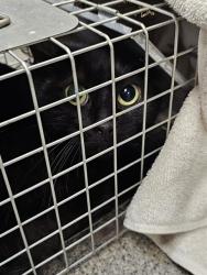 Shelter Stray Female Cat last seen Near BLOCK CARR LN, 4950 SW Triana Blvd, Huntsville, AL 35805, USA