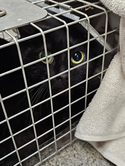 Shelter Stray Female Cat last seen Near BLOCK CARR LN, 4950 SW Triana Blvd, Huntsville, AL 35805, USA