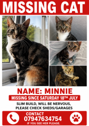 Lost Female Cat last seen Bishop Challenor school, Hampshire, England 