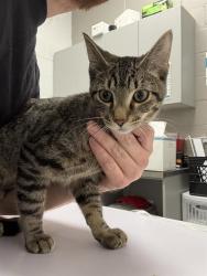 Shelter Stray Male Cat last seen Near, 2600 S Harding St, Indianapolis, IN 46221, USA