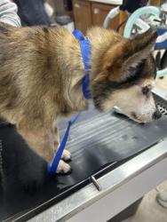 Shelter Stray Male Dog last seen Near, 2600 S Harding St, Indianapolis, IN 46221, USA