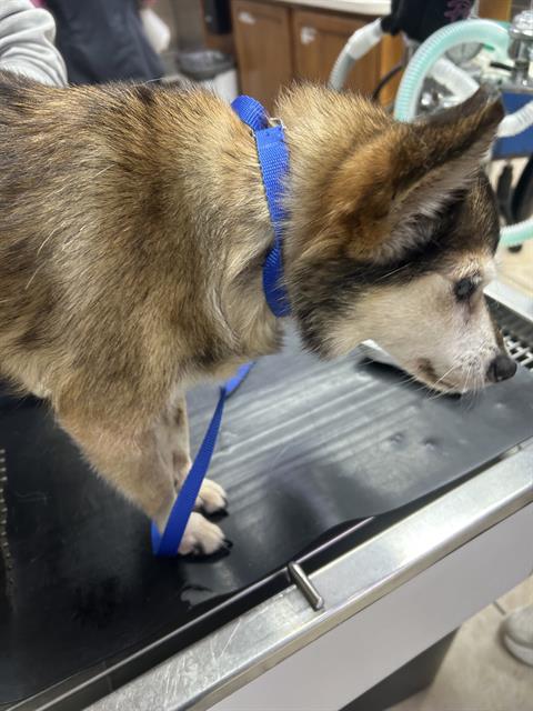 Shelter Stray Male Dog last seen Near, 2600 S Harding St, Indianapolis, IN 46221, USA