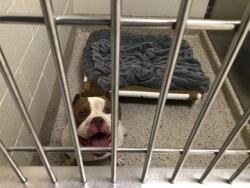 Shelter Stray Male Dog last seen Near BLOCK E 119TH PL, 12155 Park Blvd, Brighton, CO 80601, USA