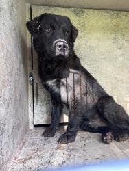 Shelter Stray Male Dog last seen SE GRAND BLVD/S LINDSAY, 2811 SE 29th St, Oklahoma City, OK 73129, USA