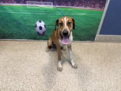 Shelter Stray Male Dog last seen Near BLOCK SW 37 AVE, 3599 NW 79th Ave, Doral, FL 33122, USA