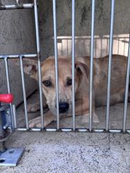 Shelter Stray Female Dog last seen SE GRAND BLVD/S LINDSAY, 2811 SE 29th St, Oklahoma City, OK 73129, USA