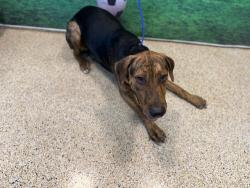 Shelter Stray Male Dog last seen Near BLOCK SW 37 AVE, 3599 NW 79th Ave, Doral, FL 33122, USA