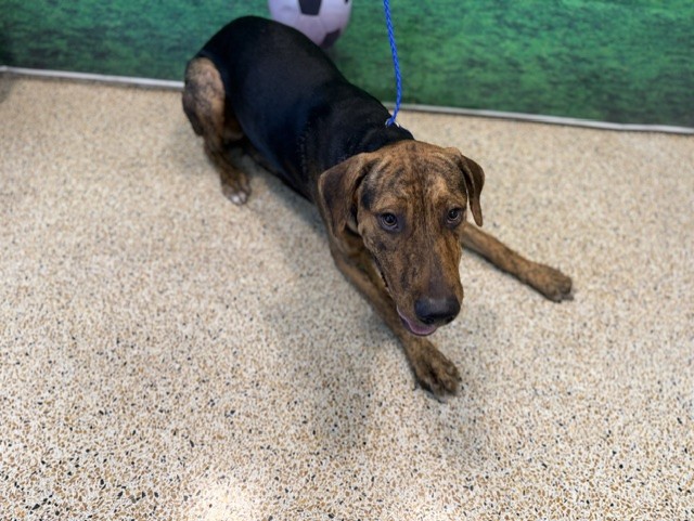 Shelter Stray Male Dog last seen Near BLOCK SW 37 AVE, 3599 NW 79th Ave, Doral, FL 33122, USA