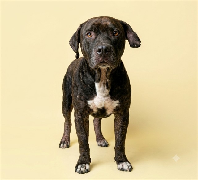 Shelter Stray Male Dog last seen BON AIR, 2020 Forest St, Jacksonville, FL 32204, USA
