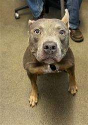 Shelter Stray Male Dog last seen Near BLOCK FOREST ST, 2020 Forest St, Jacksonville, FL 32204, USA
