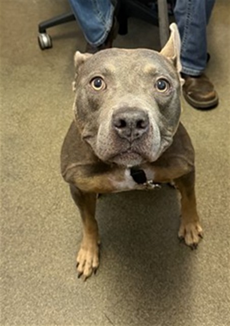 Shelter Stray Male Dog last seen Near BLOCK FOREST ST, 2020 Forest St, Jacksonville, FL 32204, USA