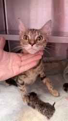 Shelter Stray Female Cat last seen Near BLOCK KINGSTREE DR W, 32211, 2020 Forest St, Jacksonville, FL 32204, USA