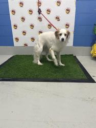 Shelter Stray Male Dog last seen WINDRIDGE & GULF TRACE BLVD, 19640 Dogpatch Ln, Land O' Lakes, FL 34638, USA