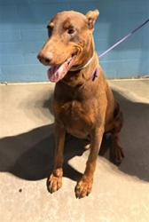 Shelter Stray Male Dog last seen , 4275 Elton St, Baldwin Park, CA 91706, USA