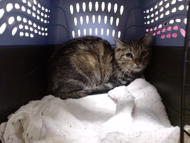 Shelter Stray Unknown Cat last seen Near BLOCK N HIMALAYA RD, DENVER CO 80249, 1241 W Bayaud Ave, Denver, CO 80223, USA