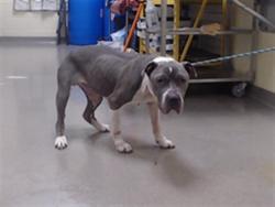 Shelter Stray Female Dog last seen Near BLOCK W BAYAUD AVE, DENVER CO 80223, 1241 W Bayaud Ave, Denver, CO 80223, USA
