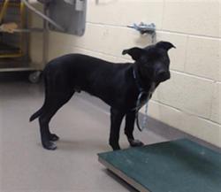 Shelter Stray Male Dog last seen Near BLOCK W BAYAUD AVE, DENVER CO 80223, 1241 W Bayaud Ave, Denver, CO 80223, USA
