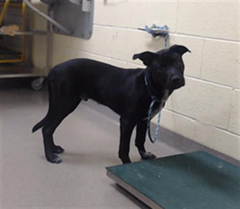 Shelter Stray Male Dog last seen Near BLOCK W BAYAUD AVE, DENVER CO 80223, 1241 W Bayaud Ave, Denver, CO 80223, USA
