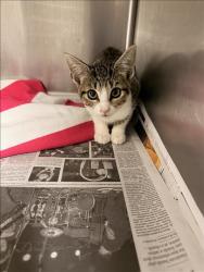 Shelter Stray Unknown Cat last seen , 14409 Vanowen St, Van Nuys, CA 91405, USA