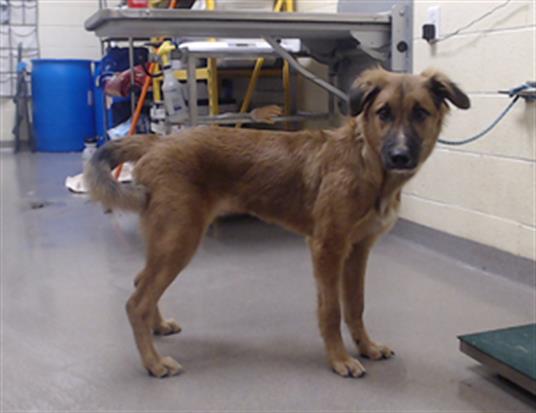 Shelter Stray Female Dog last seen E 6TH AVE DENVER CO 80203, 1241 W Bayaud Ave, Denver, CO 80223, USA