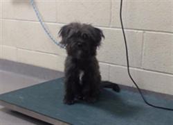 Shelter Stray Female Dog last seen E HAMPDEN AVE & S YOSEMITE ST DENVER CO 80231, 1241 W Bayaud Ave, Denver, CO 80223, USA